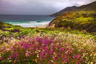 Garrapata flowers-6573 Garrapata flowers-6573